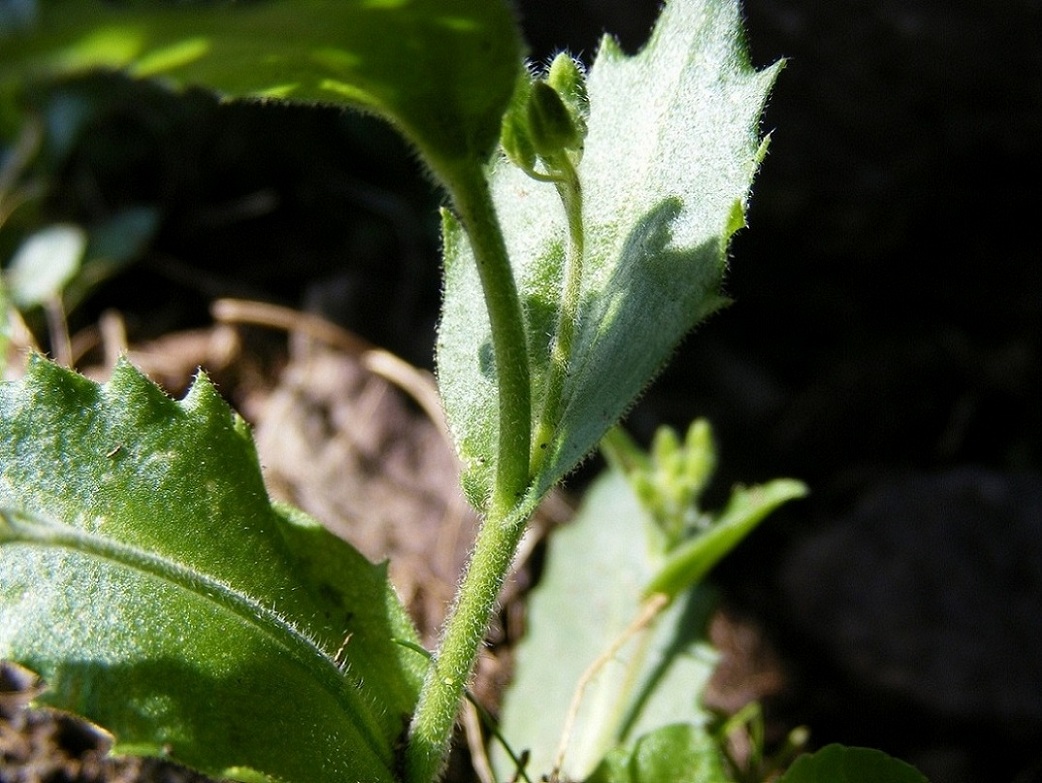 alpina subsp. alpina